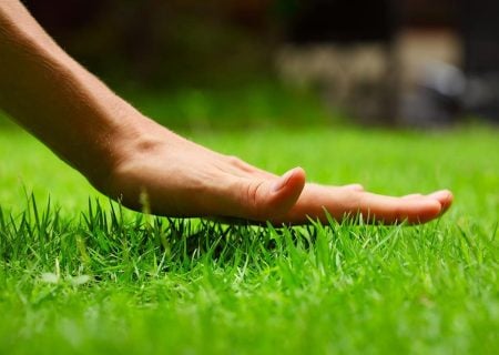 Satisfied customer in Silver Spring reaching hand down to touch freshly mowed grass