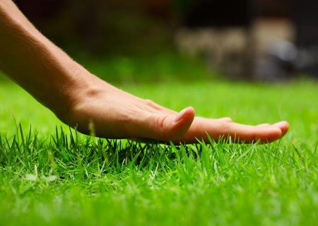 Lawn Care