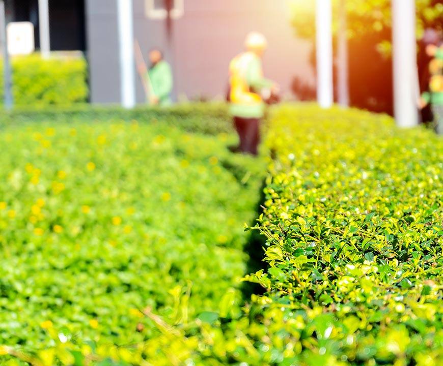 Landscaper trimming hedges in Germantown, MD