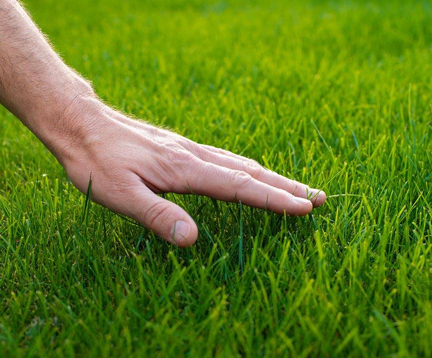 Hand touching grass after lawn maintenance in Silver Spring, MD