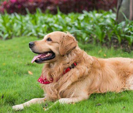 Organic Flea and Tick Control for Lawns in Gaithersburg, Germantown and Nearby Cities