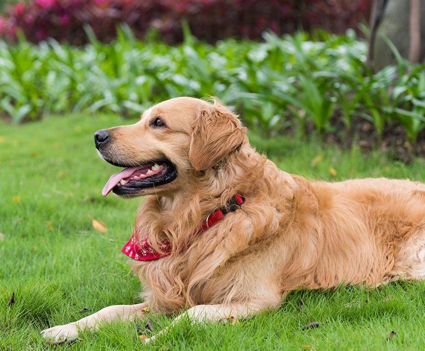 Organic Flea and Tick Control for Lawns in Gaithersburg, Germantown and Nearby Cities