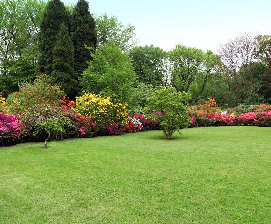 Recently mowed grass with pruned trees and flowering plants after landscaping service in Bethesda, MD