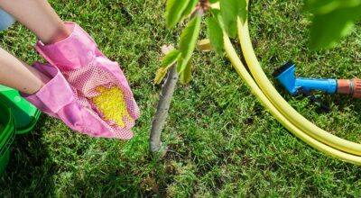 Fertilizing a tree in Rockville, MD