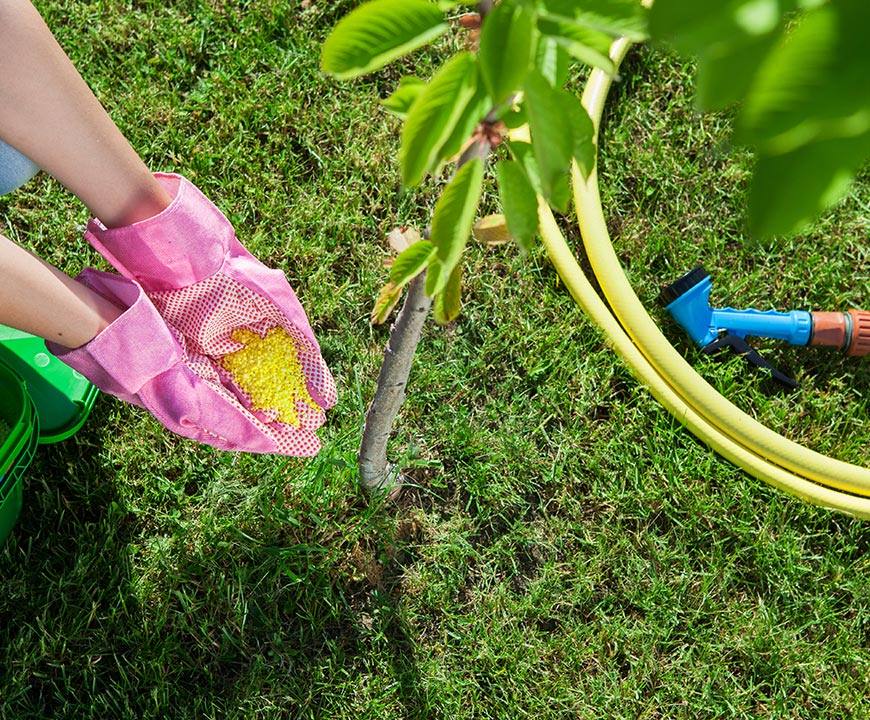 Fertilizing a tree in Rockville, MD