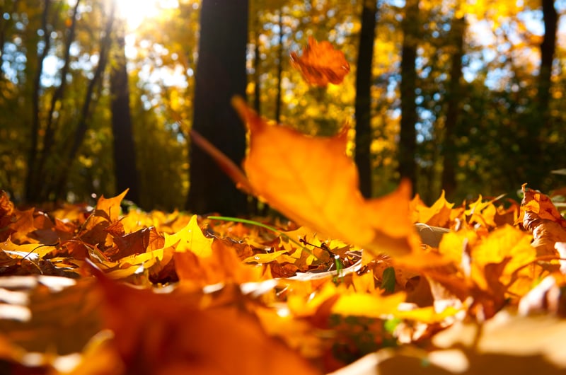 Seasonal Yard Cleanup in Burtonsville, Maryland