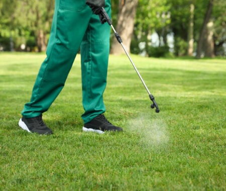 Organic Flea and Tick Control for Lawns in Clarksburg, Wheaton, Chevy Chase, Takoma Park, Aspen Hill, Glenmont