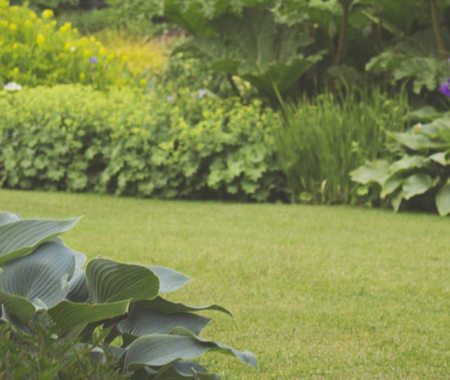 various plants and lawn serviced by Landscaper in Glenmont, Maryland